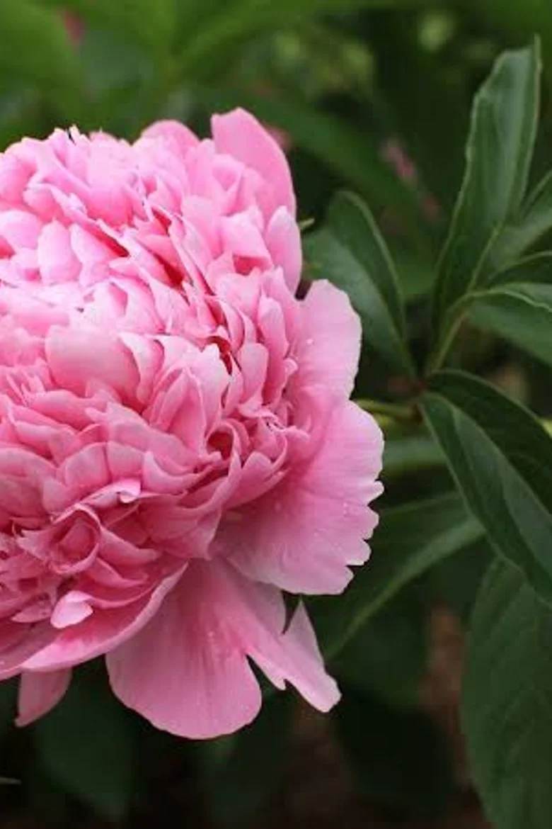 Paeo Edulis Superba 3/5.