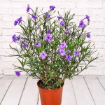 Руэллия простая – Ruellia simplex