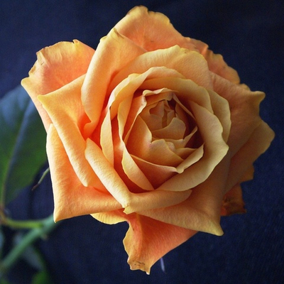 Отдушка Rose Prick (TOM FORD)