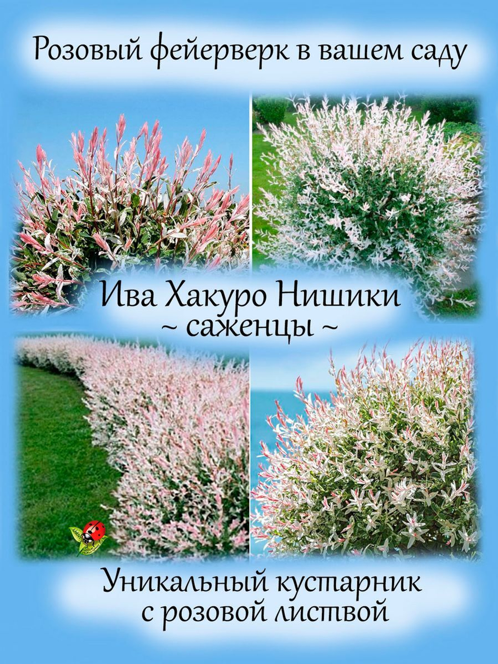 Ива Хакуро Нишики кустарник