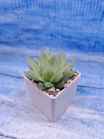 Haworthia Cymbiformis variegata (Хавортия)