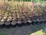 Голубика высокорослая Элизабет (Vaccinium corymbosum Elisabeth)