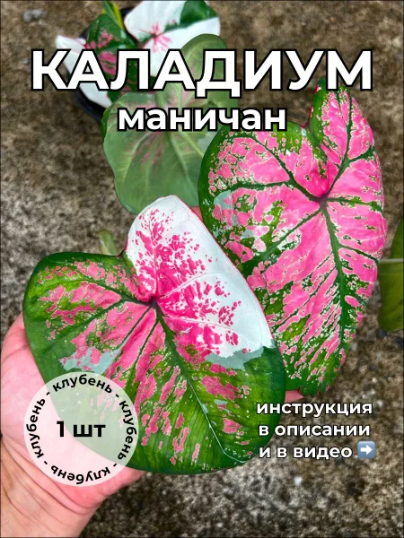 Каладиум Маничан клубень август 2025
