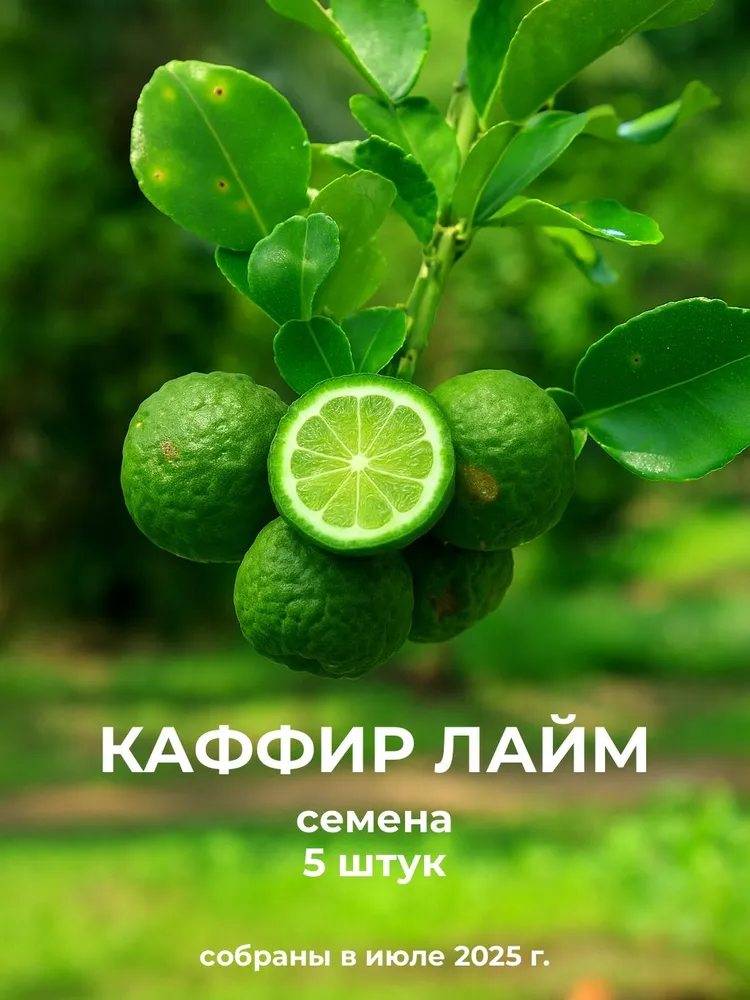 Каффир-лайм, кафрский лайм (Ctrus hstrix) семена 5 штук (сбор июль 2026 г.)