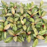 Филодендрон RED CONGO VAR DWARF