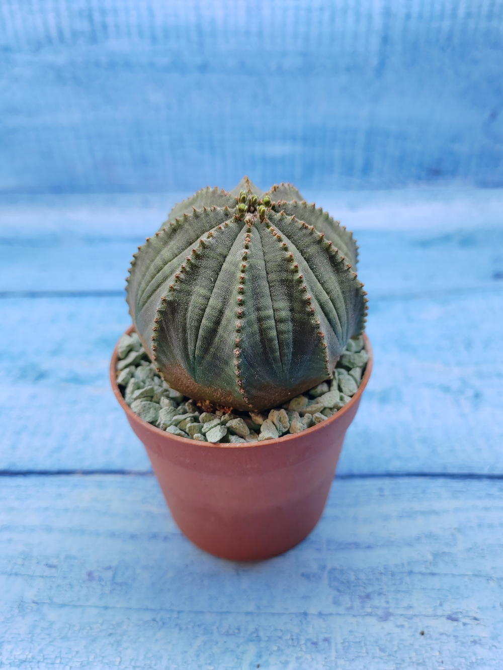 Euphorbia Obesa (Эуфорбия)