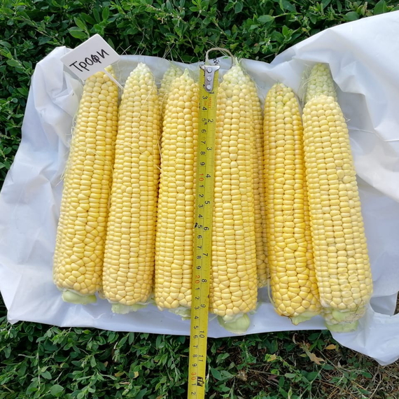 ТРОФИ F1 семена кукурузы (Seminis | Alexagro) – фото 7