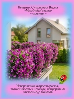 Петуния Малиновая Звезда Супертуния Расберри Стар