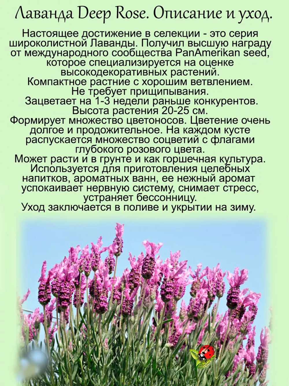 Лаванда Дип Роуз широколистная розовая многолетняя