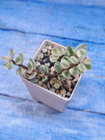 Portulacaria Afra Variegata (Портулакария)