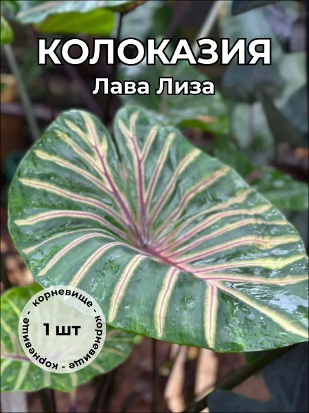 Колоказия "Лава Лиза" — корневище