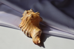 Циматиум перри (Cymatium perryi) 11 см., 1шт.
