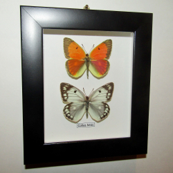 Желтушка Colias heos рамке