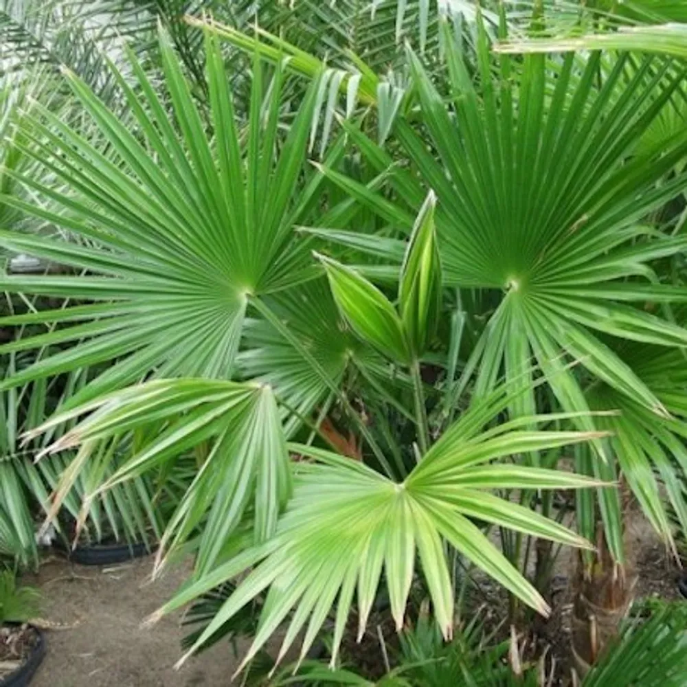 Трахикарпус широкодольный (Trachycarpus latisectus) семена 2 шт
