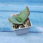Aloe Striata (Алоэ)