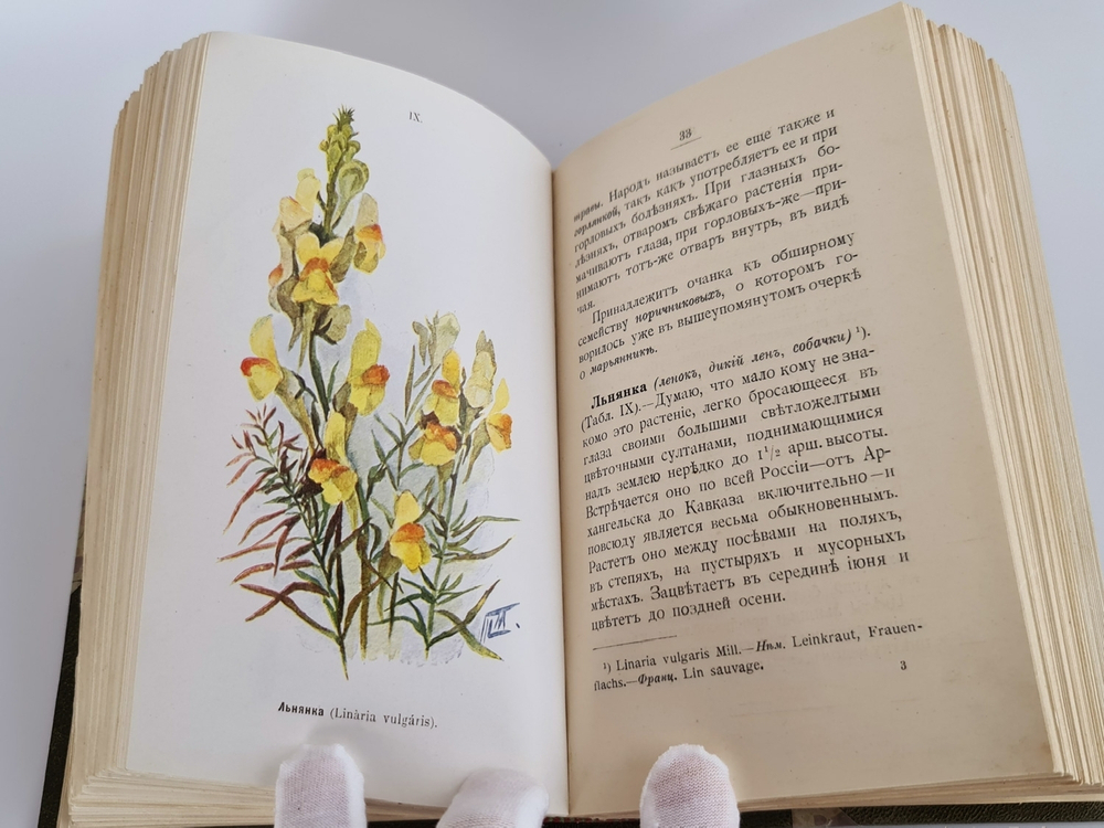 "Наши весенние цветы. Серия 1-3. Наши летние цветы. Серия 1-2". Д.Н.Кайгородов. 1915 г.