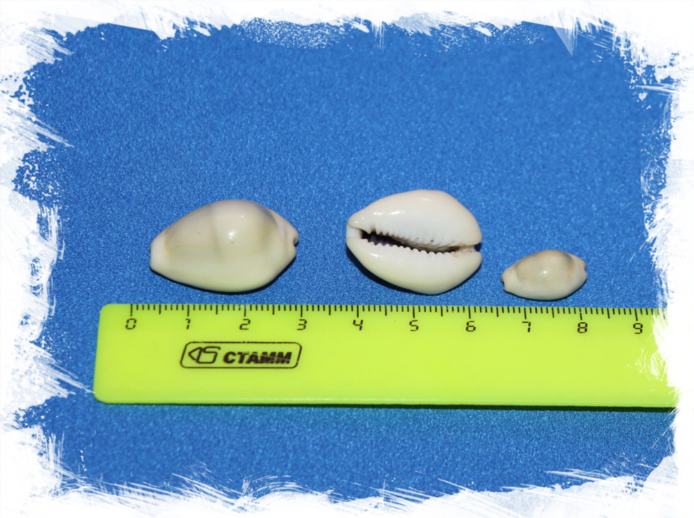 Cypraea moneta
