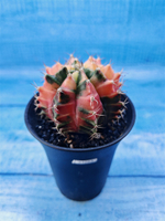 Gymnocalycium Variegata (Гимнокалициум Вариегатный)