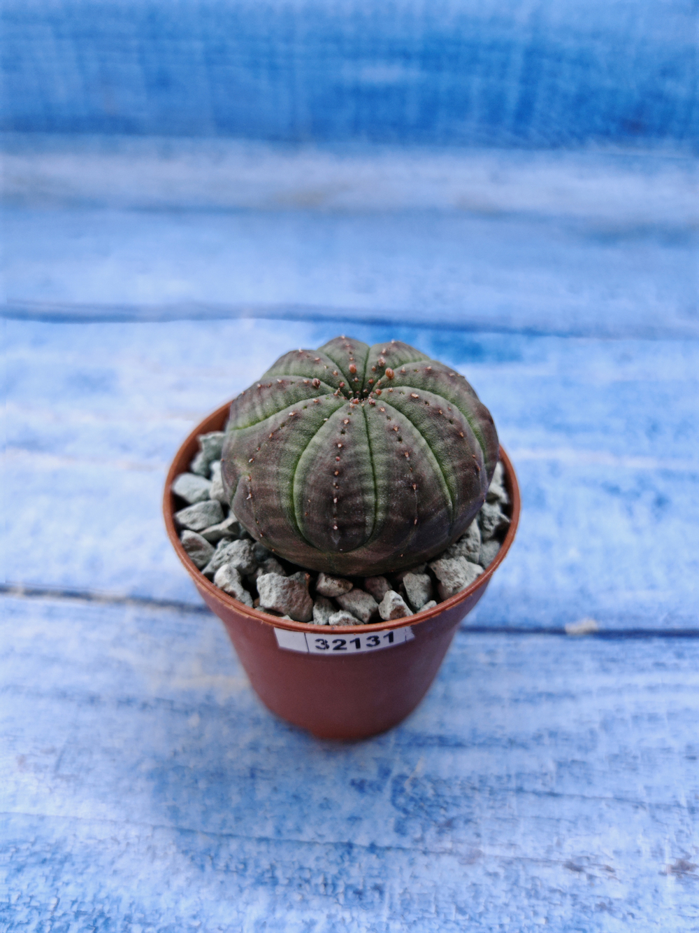 Euphorbia Obesa (Эуфорбия)