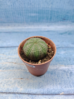 Euphoria Obesa (Эуфорбия)