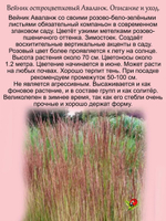 Злак Вейник Аваланж остроцветковый многолетник