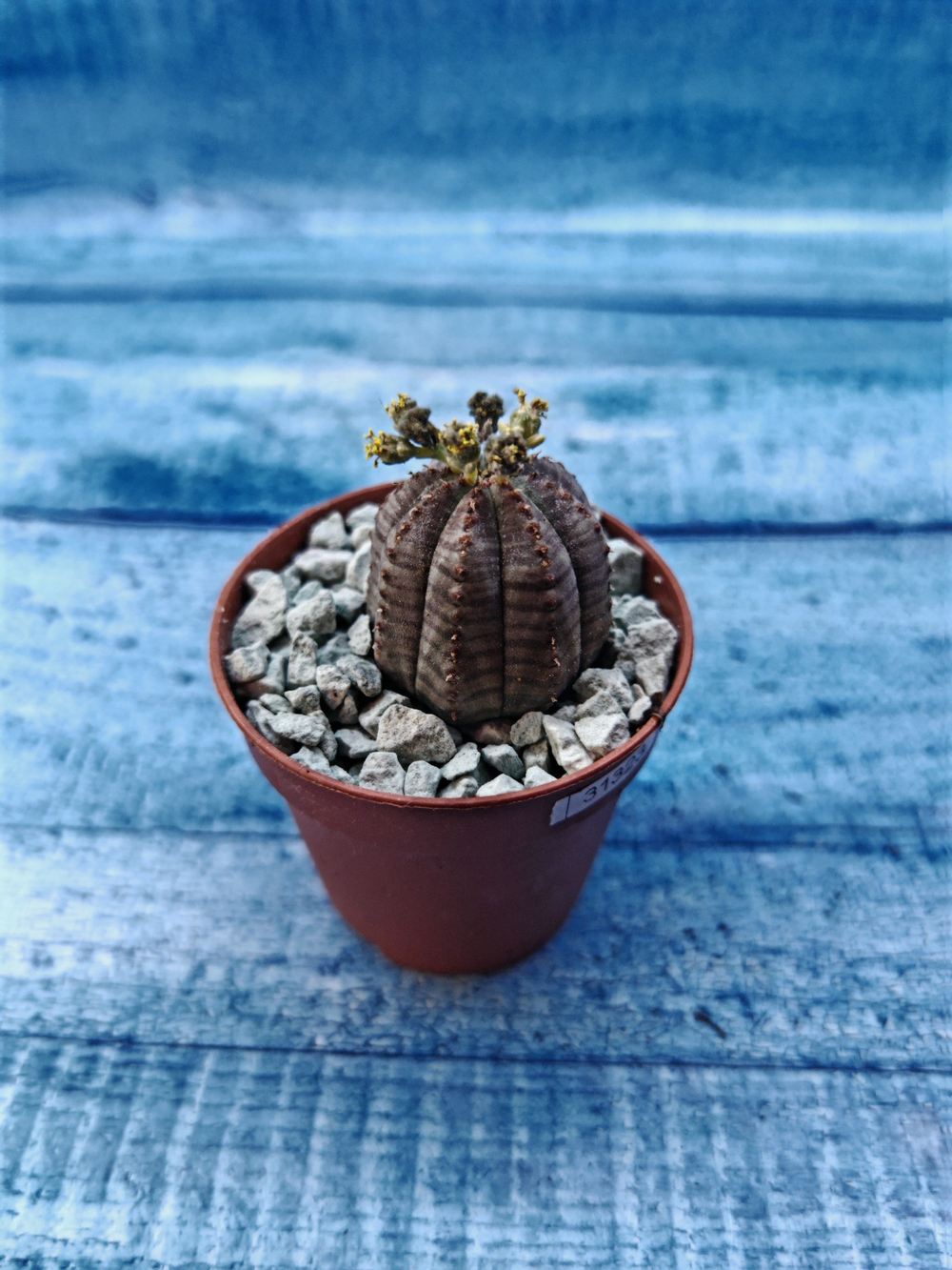 Euphoria Obesa (Эуфорбия)