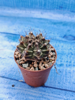 Gymnocalycium Friedrichii (Гимнокалициум)