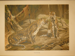 "Жизнь животных. В 3-х томах". 1904г.