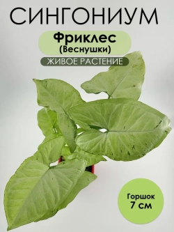 Сингониум Фриклес (веснушки)