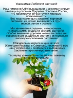 Роза Юбилей принца Монако постоянноцветущая
