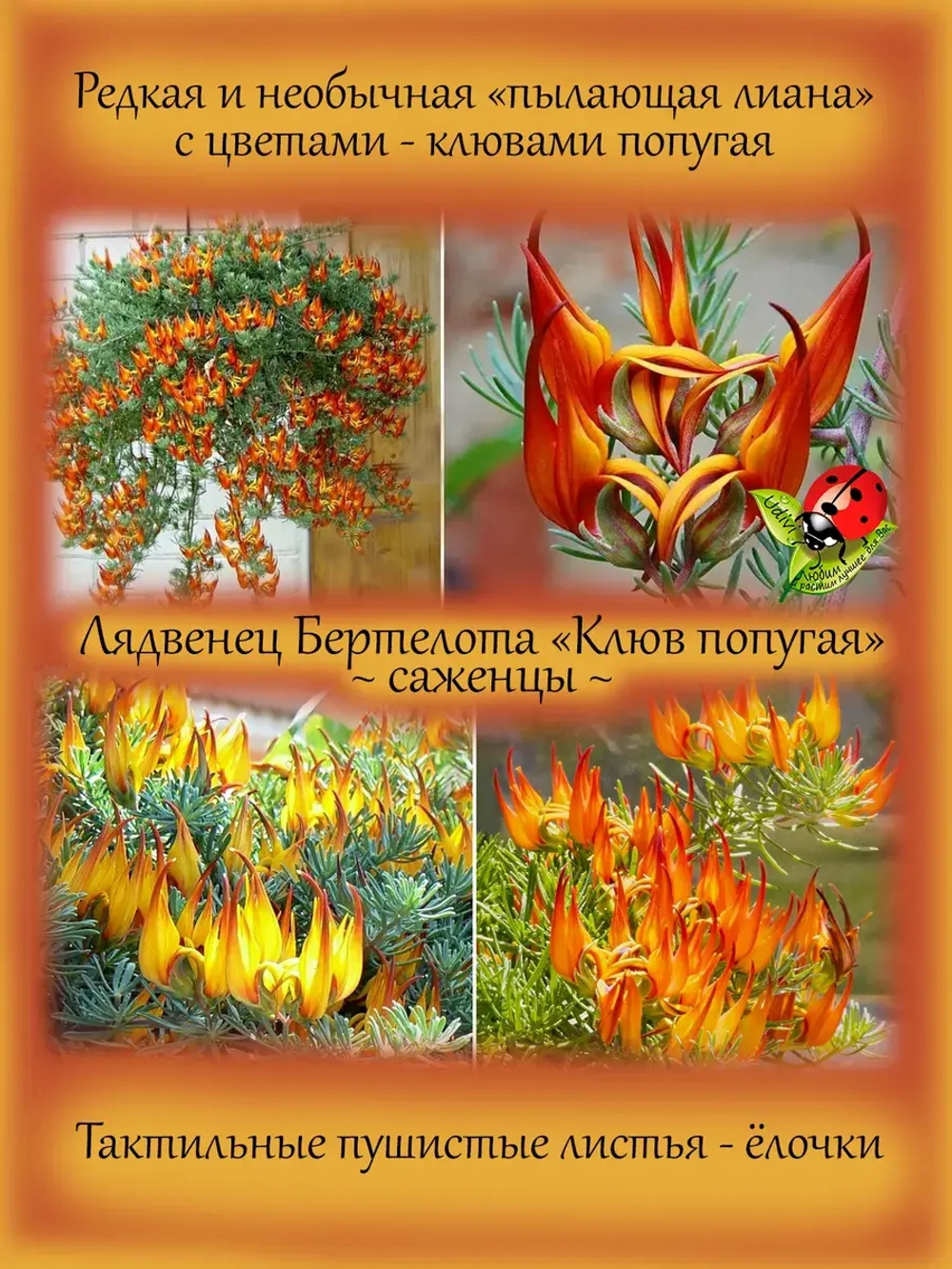 Лядвенец Клюв Попугая лотус канарский