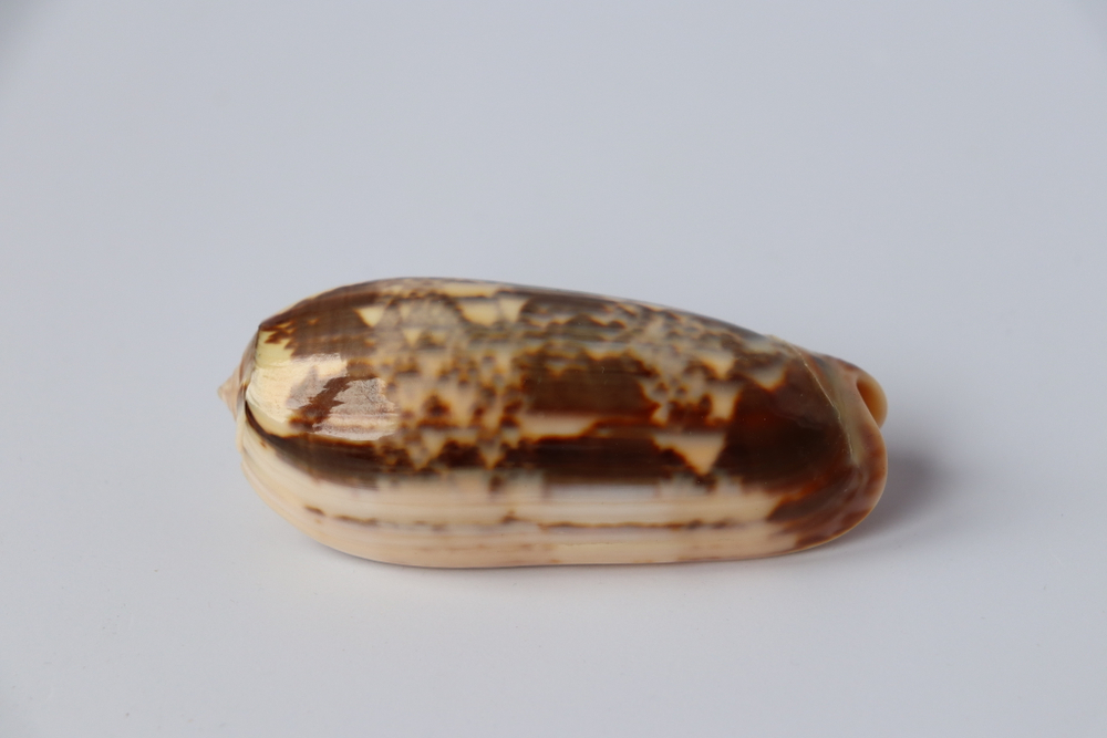 Ракушка Олива Миниакея, 8см, 1шт коллекционный