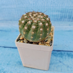 Notocactus Uebelmannianus (Нотокактус)