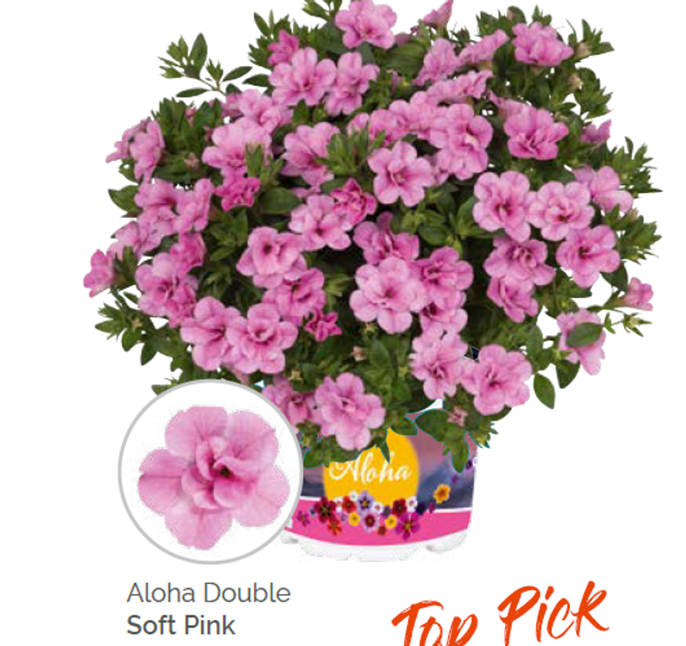 Калибрахоа Aloha double soft pink укорененный черенок ОКС конец ноября