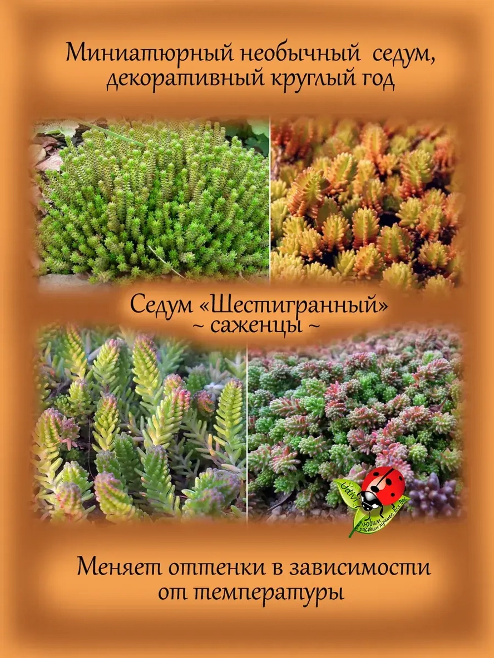 Седум Шестигранный шестирядный очиток
