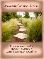 Злак Ковыль степной многолетний