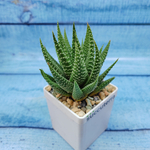 Haworthia Fasciata (Хавортия)