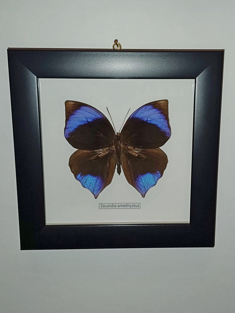 Бабочка Zeuxidia amethystus
