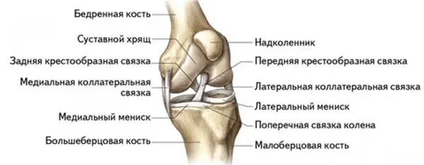 Суставы и связки Суставы и связки