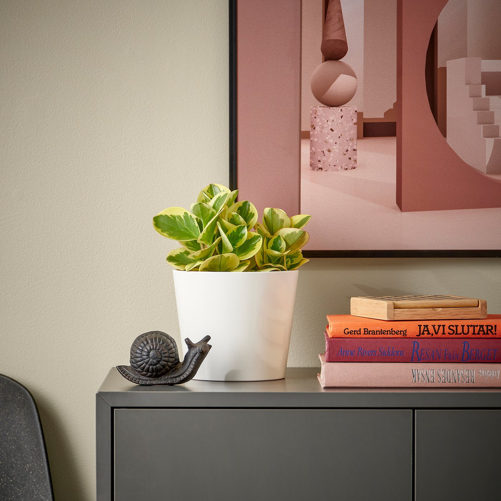 IKEA PEPEROMIA  (ИКЕА ПЕПЕРОМИА)  -  Растение в горшке - разные виды 12 см