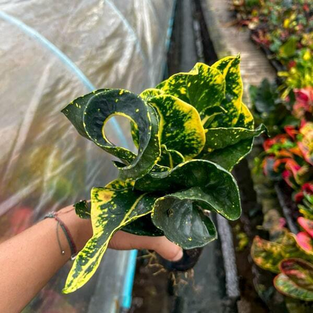 Кротон GAEW MORAKOT