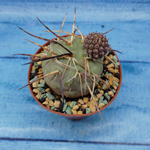Tephrocactus Geometricus (Тефрокактус)