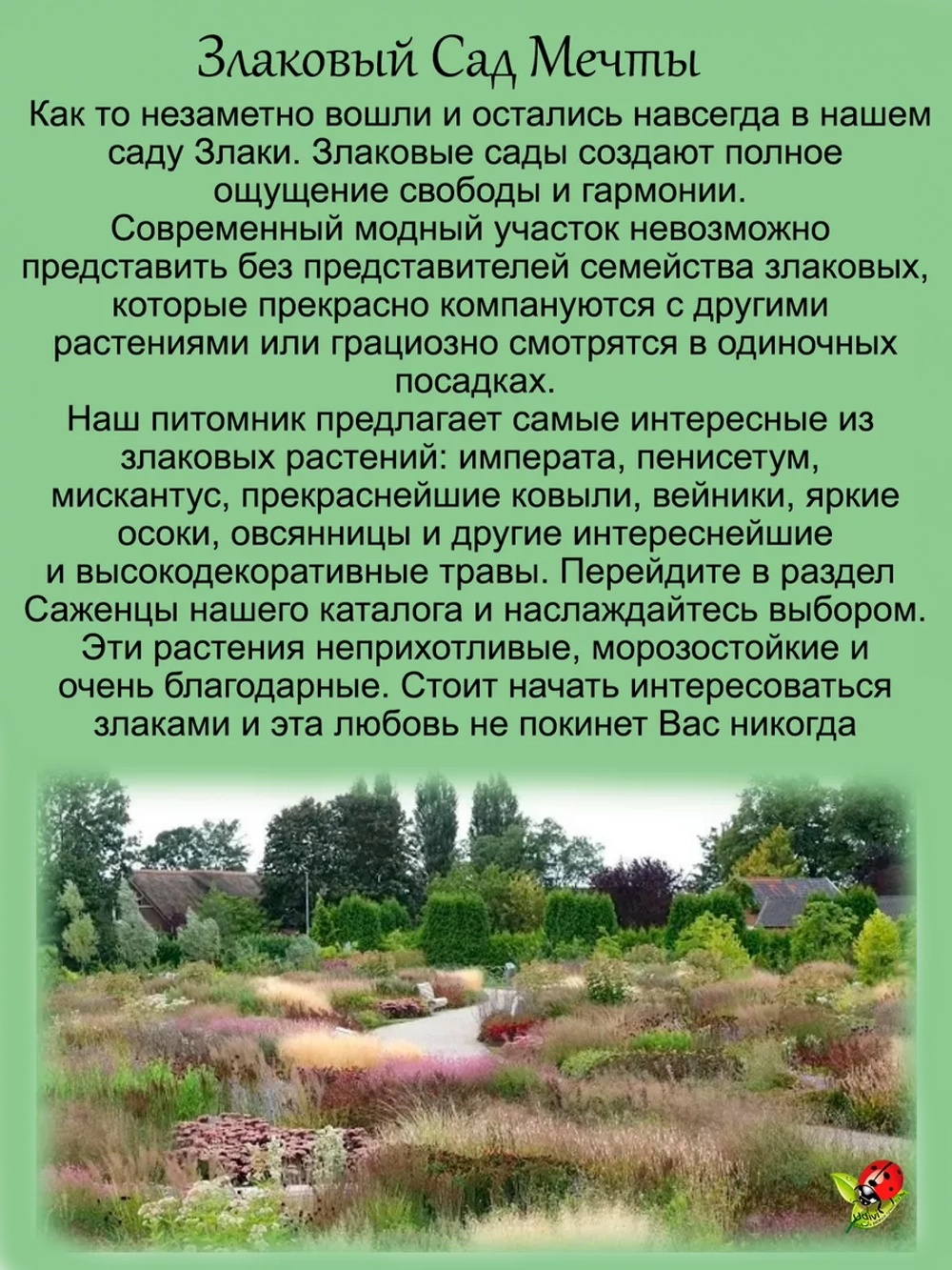Злак Ковыль степной многолетний