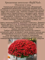 Хризантема Скайфол Ред ампельная