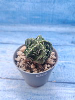 Astrophytum Myriostigma Fukuryu (Астрофитум)
