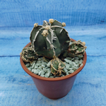 Astrophytum Myriostigma "Hakujo Fukuryu"  (Астрофитум)