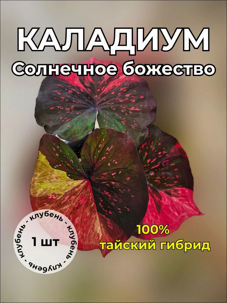 Каладиум Солнечное божество клубень