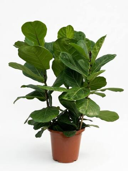 Фикус Fiddle Leaf Fig д.27