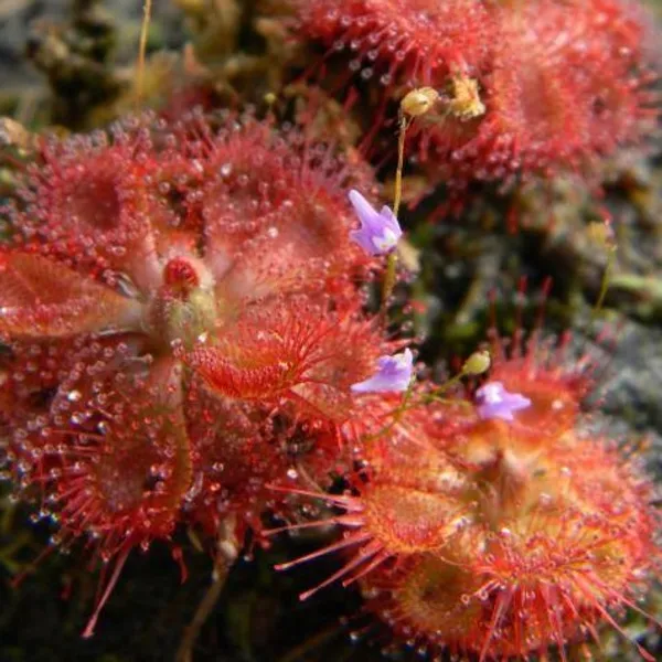 Росянка Drosera Burmanii семена 5 шт