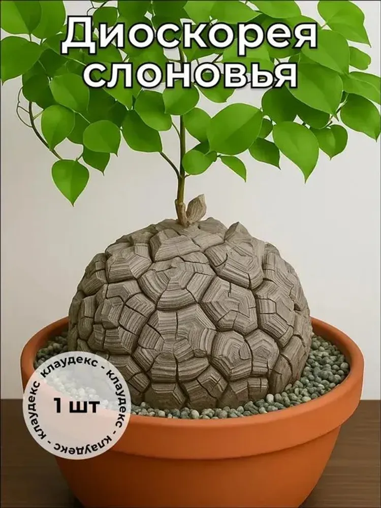 Диоскорея слоновья Dioscorea elephantipes каудекс 9-10 см. - 1 штука